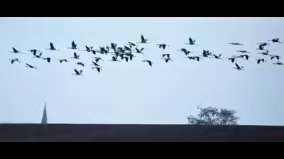 Animal Rescuers Bangalore