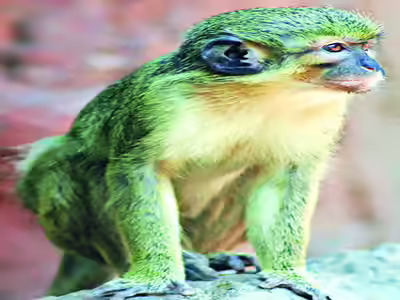 Animal Rescuers Bangalore