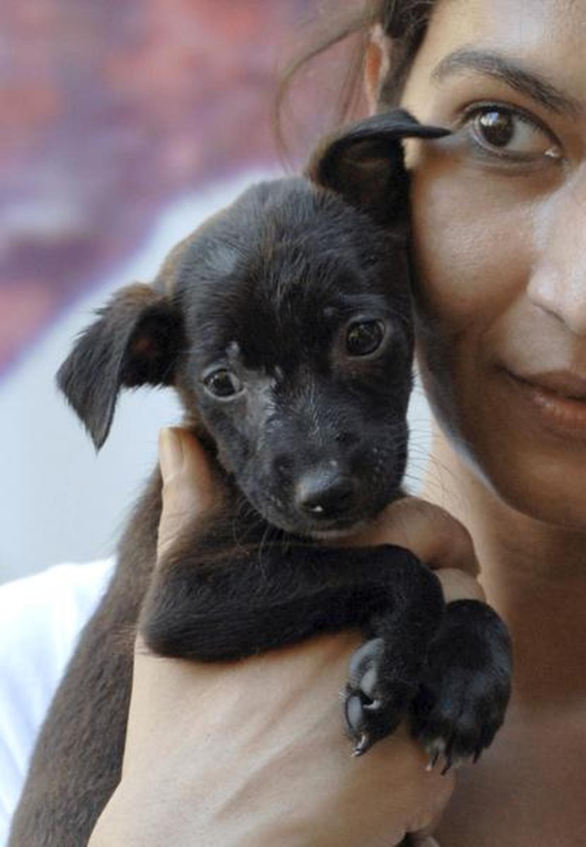 Animal Rescuers Bangalore
