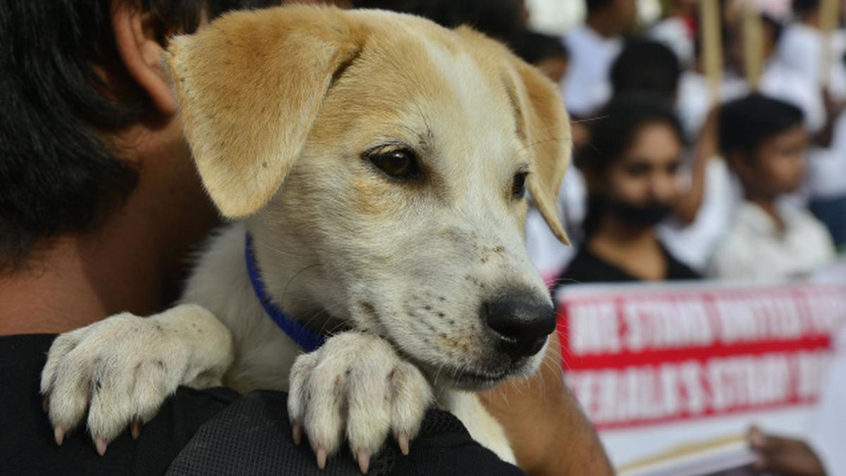 Animal Rescuers Bangalore