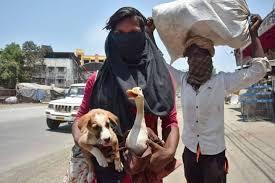 Animal Rescuers Bangalore